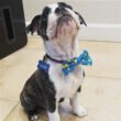 lucky_duck_bow_tie_2.jpg Lucky Ducky Bow Tie Small