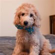 Lucky Ducky Bow Tie Large