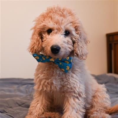 Lucky Ducky Bow Tie Large
