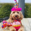 Party Time Bone Dog Toy Pink - Large