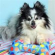 Party Time Bone Dog Toy Pink - Small