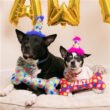 Party Time Bone Dog Toy Pink - Small